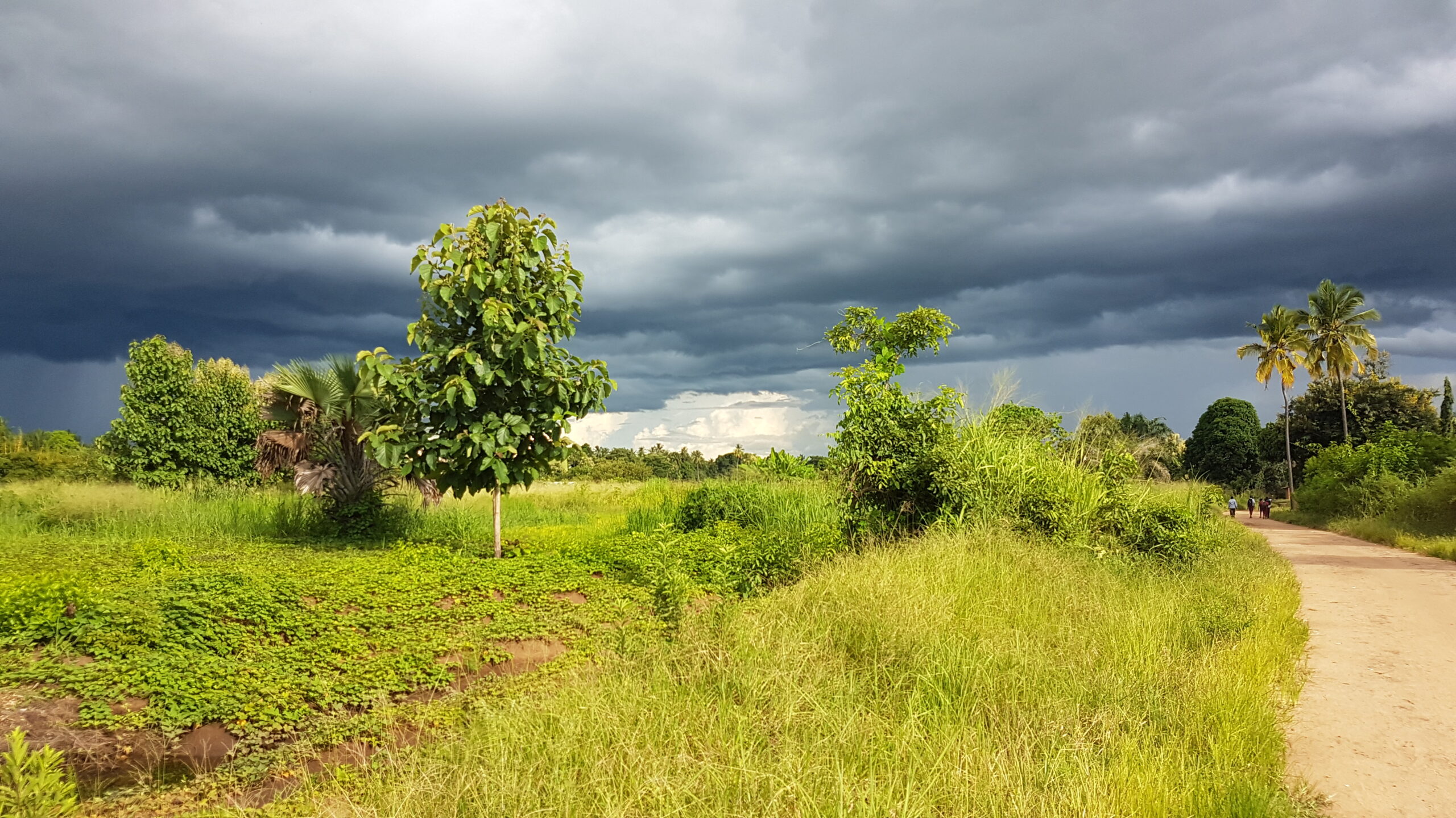 En Tanzanie, les outils face au paludisme
